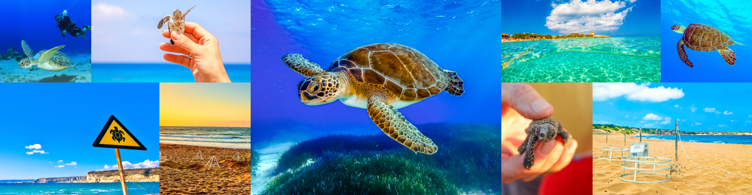Dive into the World of Turtles